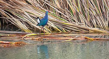 Nesli tehlikedeki 'saz horozu' Göksu Deltası'nda görüntülendi