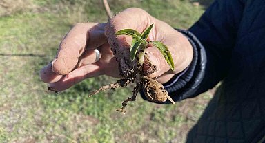 Nesli tükenme tehlikesi altında olan salep Eskişehir'de yeniden hayat buluyor