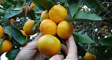 Ordu'da narenciye hasadı başladı