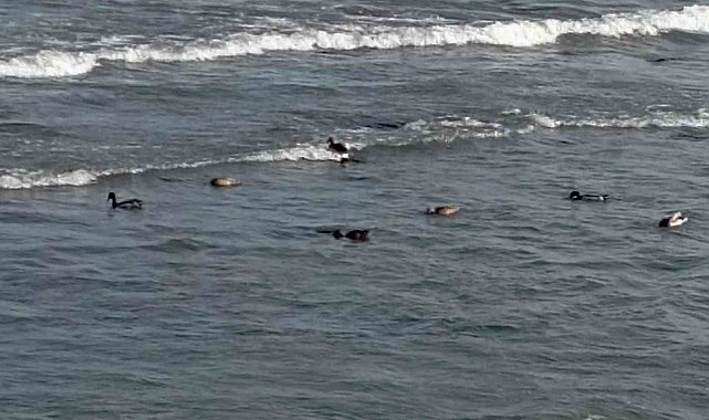 Ordu'da yaban ördekleri şöleni: 11 kuşluk sürü görüntülendi
