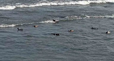 Ordu'da yaban ördekleri şöleni: 11 kuşluk sürü görüntülendi