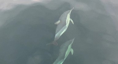 Ordu'da yunusların balıkçı tekneleriyle yarışması görsel şölen oluşturdu