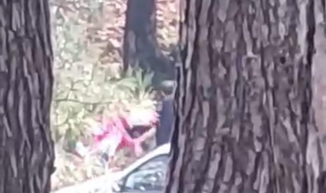 Ormanlık alanda kadını darbeden şüpheli yakalandı