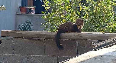 Osmaniye sokaklarında nadir misafir: Sansar güneşlenirken görüntülendi