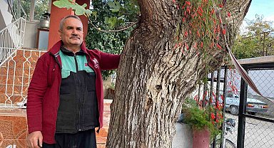 Osmaniye'de dut gövdesinden incir çıktı: Dut ağacının gövdesinde yetişip meyve veren incir ağacı şaşırttı