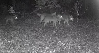 Ovacık'taki yaban hayatı kamerada