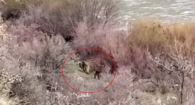 Palu'da balıkçının karşısına ayı ve yavrusu çıktı