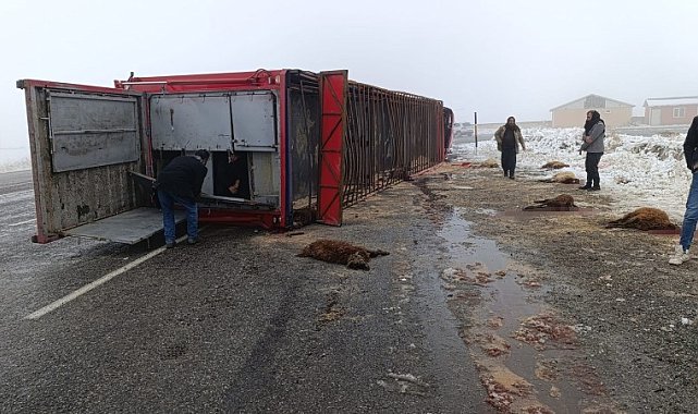 Patnos'ta hayvan yüklü tır devrildi: 10 küçükbaş telef oldu