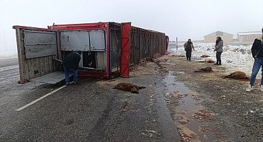 Patnos'ta hayvan yüklü tır devrildi: 10 küçükbaş telef oldu