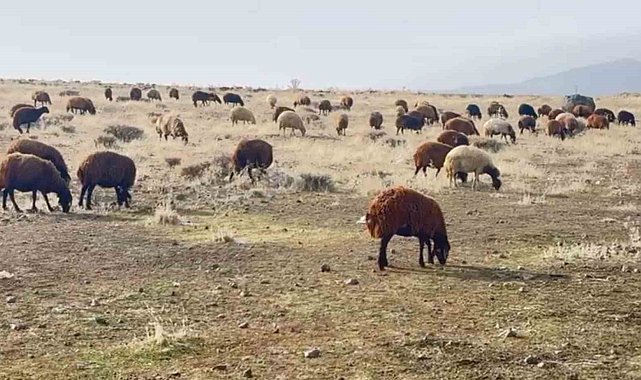 Patnos'ta kar yağmaması çiftçilerin yüzünü güldürdü