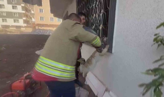 Pencere korkuluğunu sıkışan kediyi itfaiye kurtardı