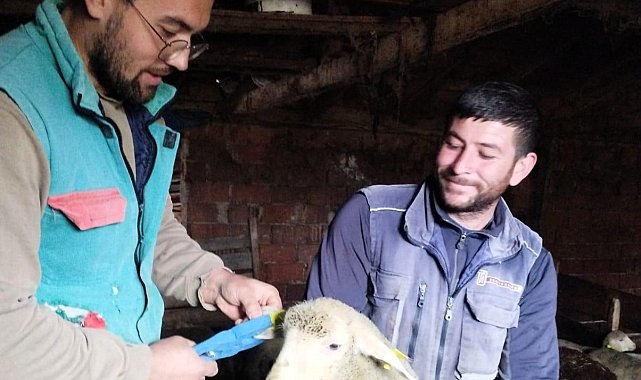 Pınarhisar'da küçükbaş hayvanların küpeleri takıldı