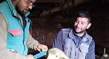 Pınarhisar'da küçükbaş hayvanların küpeleri takıldı