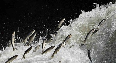 Prof. Dr. Alaeddinoğlu: "İnci kefalinin nesli ciddi tehdit altında"