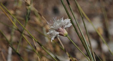 "Çameli pelemiri" bitki literatürüne kazandırıldı