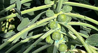 Rusya ve Hollanda lahanayı "Brüksel"den değil İznik'ten alıyor