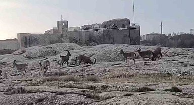 Sabah saatlerinde dağ keçileri sürü halinde ortaya çıktı