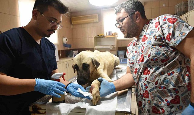 Saldırgan köpek ihbarına giden Kepez Belediyesi'nin çalışanlarına saldırı