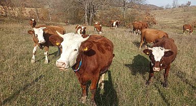 Samsun'da 2026 Şap Aşılama Programı başladı