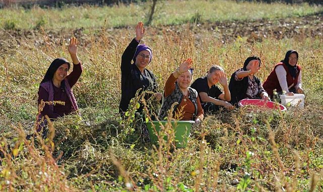 Samsun'da bitkisel ve hayvansal üretim destekleniyor