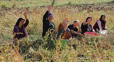 Samsun'da bitkisel ve hayvansal üretim destekleniyor