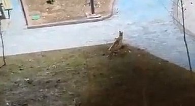 Şanlıurfa'da yiyecek arayan 2 tilki kent merkezine indi