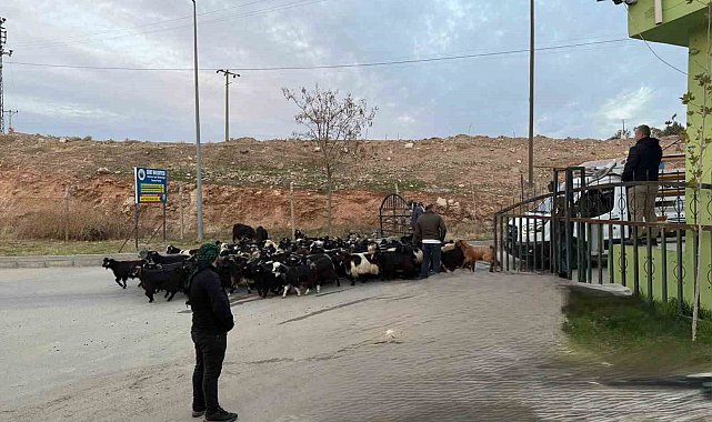 Şap hastalığı nedeniyle kapalı olan Siirt Hayvan Pazarı açıldı