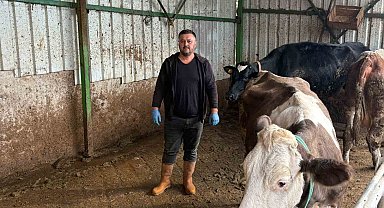 Şap hastalığına bir hayvanını daha verdi