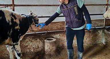 Şap hastalığına karşı aşılama çalışması yapıldı