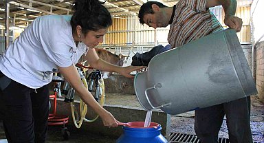 Şapın vurduğu üreticiler süt fiyatında güncelleme istiyor