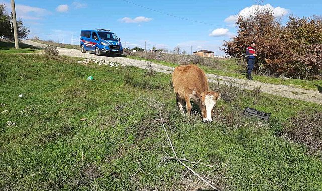 Saray'da kaçak yollarla getirilen 9 büyükbaş hayvan kesime gönderildi
