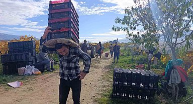 Sarıgöl'de üzüm kesimi aralık ayında da sürüyor