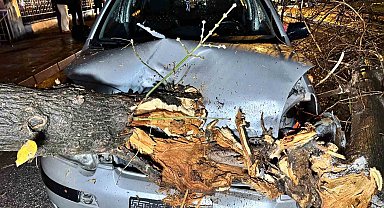 Seyir halindeki otomobilin üzerine ağaç devrildi