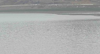 Sıhke Göleti'ne giren inek telef oldu