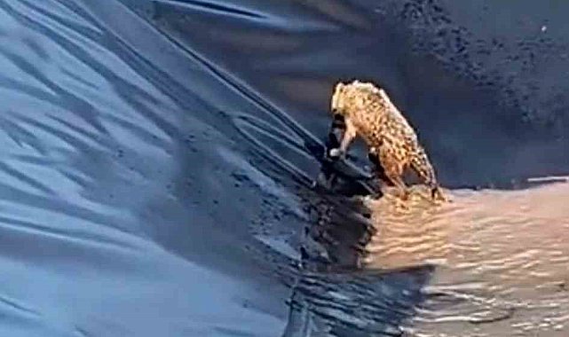 Siirt'te kurt boş havuza düştü