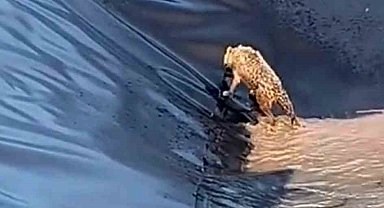 Siirt'te kurt boş havuza düştü