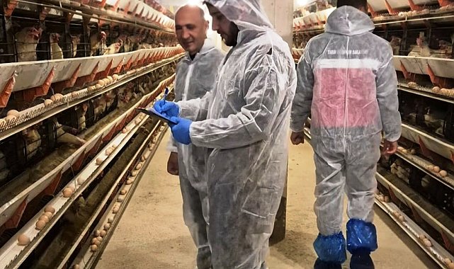 Simav'da ticari yumurtacı tavukçuluk işletmesinde ilk resmi denetim