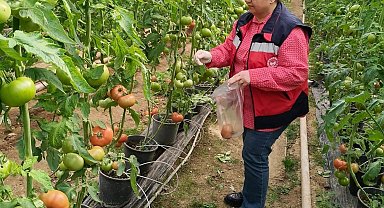 Simav'daki sera alanlarından pestisit denetimi için domates numunesi alımı