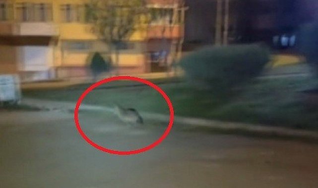 Sinop'ta aç kalan çakal şehir merkezine indi