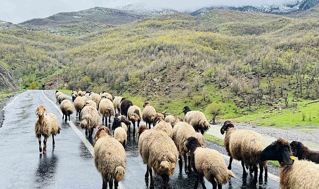 Şırnak'ta 1 milyonun üzerinde küçükbaş, yaylalardan ovalara iniyor
