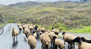 Şırnak'ta 1 milyonun üzerinde küçükbaş, yaylalardan ovalara iniyor