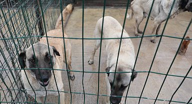 Sivas Belediyesi'nden sokak hayvanlarına modern barınak