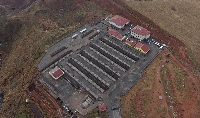 Sivas'ta sokak hayvanları için kapsamlı dönüşüm başladı