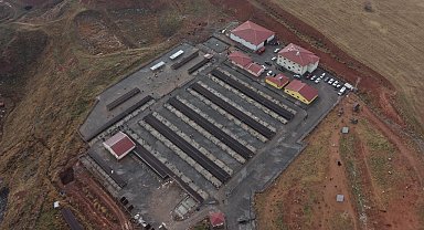 Sivas'ta sokak hayvanları için kapsamlı dönüşüm başladı