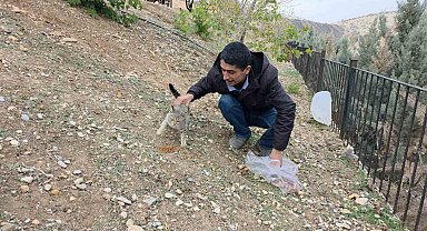 Siverek'te sahipsiz kedilere mama bırakıldı