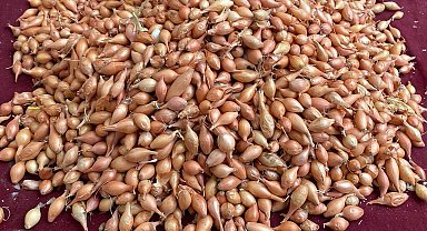 Soğan üreticilerine 'Dikim zamanı' uyarısı