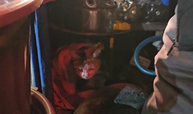 Sokak kedisine üşümesin diye kestane kazanının yanında bakıyor