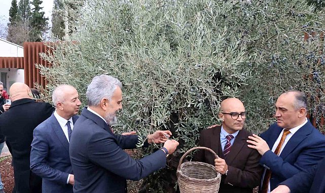 Stratonikeia'da ilk 'Zeytin Hasat Festivali' düzenlendi