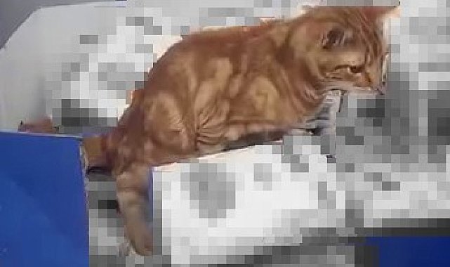 Sultangazi'de bir zincir markette mide bulandıran anlar: Kedi un paketlerinin üzerine tuvaletini yaptı