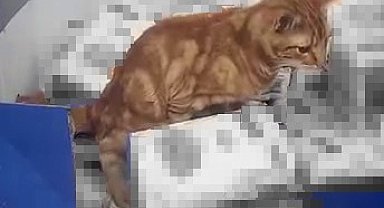 Sultangazi'de bir zincir markette mide bulandıran anlar: Kedi un paketlerinin üzerine tuvaletini yaptı